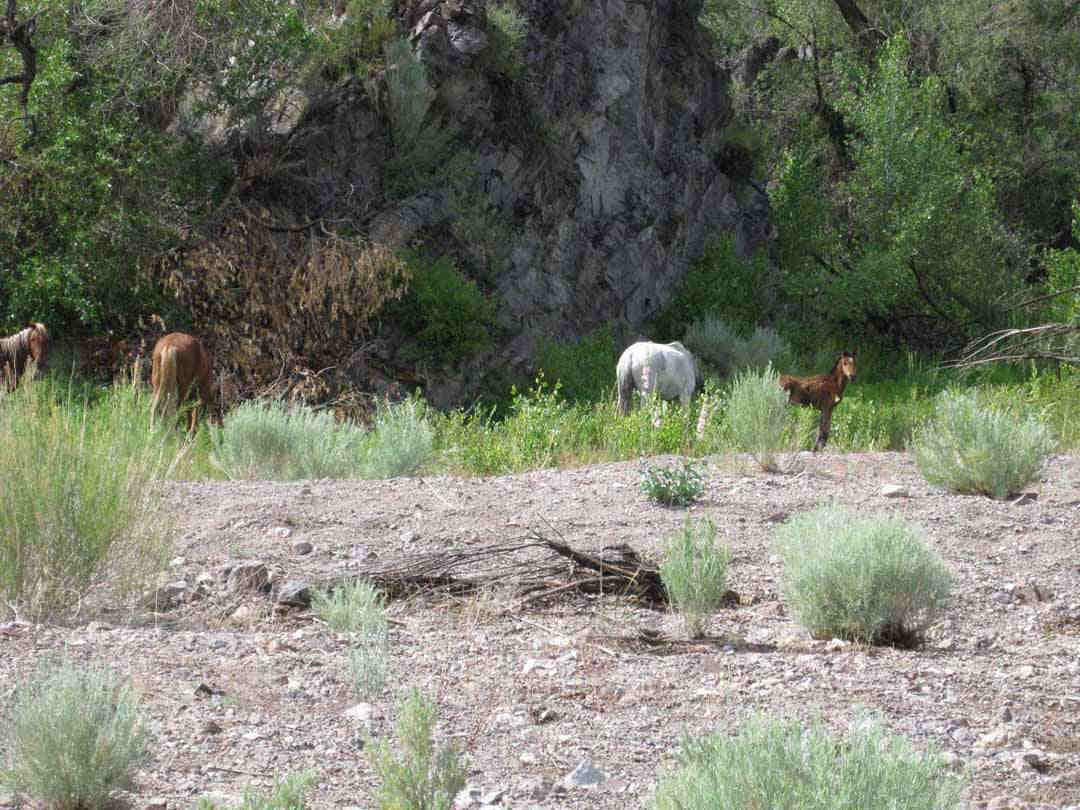 Mustangs run wild on and around the Clover Creek Ranch and are an integral part of the ecosystem in the region.