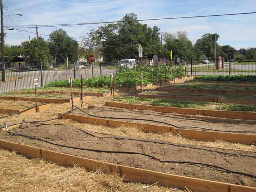 Harrisburg Middle School's raised garden beds.